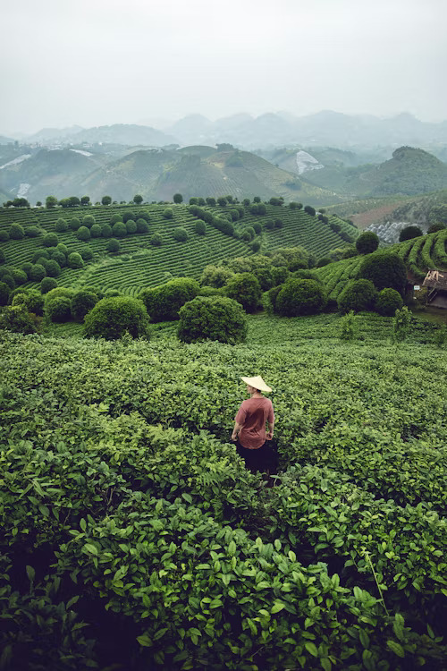 Tea